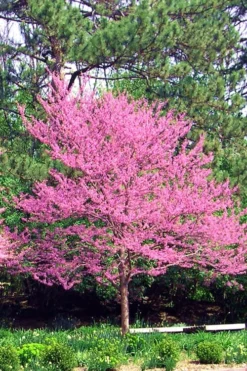 Carolina Sweetheart Eastern Redbud Tree - 5 Gallon Pot 11 Carolina Sweetheart Eastern Redbud Tree - 5 Gallon Pot -Wilson Bros Gardens Redbud Carolina Sweetheart 14