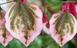 Carolina Sweetheart Eastern Redbud Tree - 3 Gallon Pot 9 Carolina Sweetheart Eastern Redbud Tree - 3 Gallon Pot -Wilson Bros Gardens Redbud Carolina Sweetheart 9 1