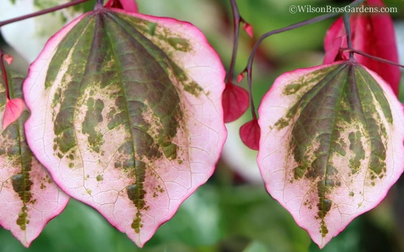 Carolina Sweetheart Eastern Redbud Tree - 5 Gallon Pot 4 Carolina Sweetheart Eastern Redbud Tree - 5 Gallon Pot - Image 4