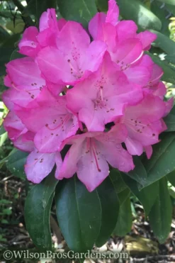Southgate 'Radiance' Rhododendron - 3 Gallon Pot 9 Southgate 'Radiance' Rhododendron - 3 Gallon Pot -Wilson Bros Gardens Rhododendron Southgate Radiance 4 500x750 1