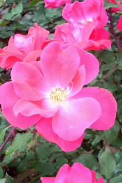 Swamp Rose (Rosa Palustris) - 3 Pack Of 1.5 Quart Pots -Wilson Bros Gardens Rose Knock Out Pink 6