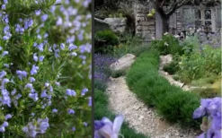 Chef's Choice Rosemary - 1 Gallon Pot -Wilson Bros Gardens Rosemary Chefs Choice 2