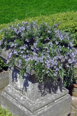 Prostrate Creeping Rosemary - 6 Pack Of Pint Pots -Wilson Bros Gardens Rosemary Prostrate 18