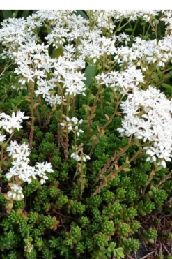 Coral Carpet Sedum Album - 10 Count Flat Of Quart Pots -Wilson Bros Gardens Sedum Album Coral Carpet 2