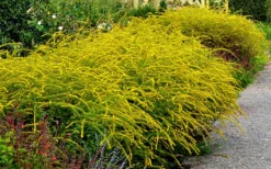 Fireworks Goldenrod (Solidago) - 1 Gallon Pot -Wilson Bros Gardens Solidag Fireworks 10