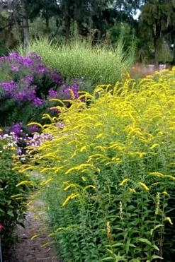 Fireworks Goldenrod (Solidago) - 1 Gallon Pot -Wilson Bros Gardens Solidago Fireworks 6
