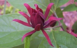 Sweetshrub (Carolina Allspice) - Calycanthus Floridus - 5 Gallon Pot 11 Sweetshrub (Carolina Allspice) - Calycanthus Floridus - 5 Gallon Pot -Wilson Bros Gardens Sweet Shrub 1