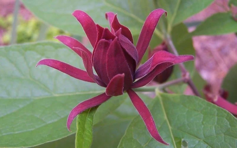 Sweetshrub (Carolina Allspice) - Calycanthus Floridus - 5 Gallon Pot 6 Sweetshrub (Carolina Allspice) - Calycanthus Floridus - 5 Gallon Pot - Image 6