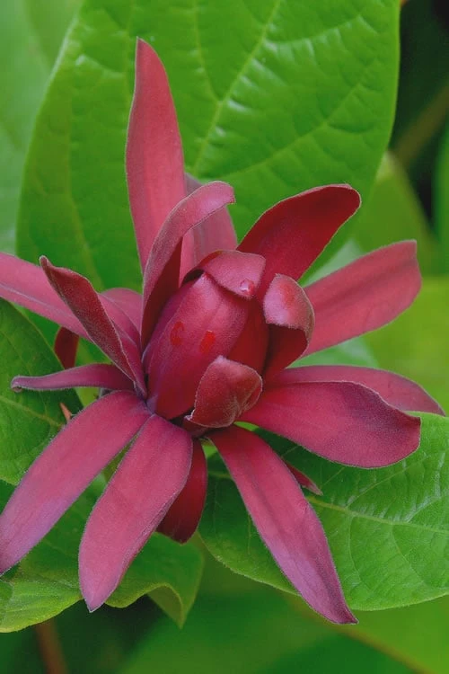Sweetshrub (Carolina Allspice) - Calycanthus Floridus - 5 Gallon Pot 1 Sweetshrub (Carolina Allspice) - Calycanthus Floridus - 5 Gallon Pot