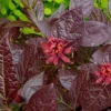 Burgundy Spice Sweetshrub (Calycanthus ) - 3 Gallon Pot