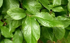 Sweetshrub (Carolina Allspice) - Calycanthus Floridus - 5 Gallon Pot 10 Sweetshrub (Carolina Allspice) - Calycanthus Floridus - 5 Gallon Pot -Wilson Bros Gardens Sweetshrub Leaves 1