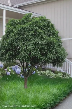 Fudingzhu Fragrant White Tea Olive (Osmanthus Fragrans) - 6 Pack Of 1 Gallon Pots -Wilson Bros Gardens Tea Olive Fudingzhu 6 2