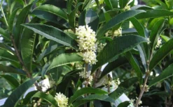 Fudingzhu Fragrant White Tea Olive (Osmanthus Fragrans) - 3 Gallon Pot -Wilson Bros Gardens Tea Olive Fudingzhu 7