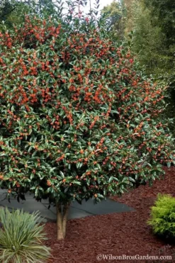 Fragrant Orange Tea Olive - Osmanthus Fragrans Aurantiacus - 7 Gallon Pot (5-6') -Wilson Bros Gardens Tea Olive Orange 1012 2