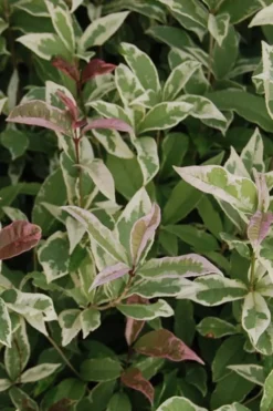 Pink Flush Variegated Tea Olive (Osmanthus Fragrans 'Yinbi Shuanghui') - 2 Gallon Pot 10 Pink Flush Variegated Tea Olive (Osmanthus Fragrans 'Yinbi Shuanghui') - 2 Gallon Pot -Wilson Bros Gardens Tea Olive Yinbi Shuanghui Variegated 2