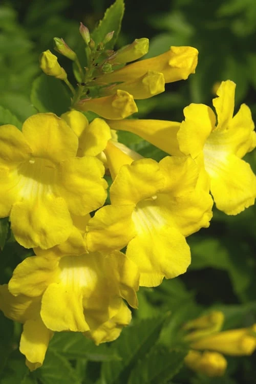 Lydia Tecoma - Esperanza - 1 Gallon Pot 1 Lydia Tecoma - Esperanza - 1 Gallon Pot