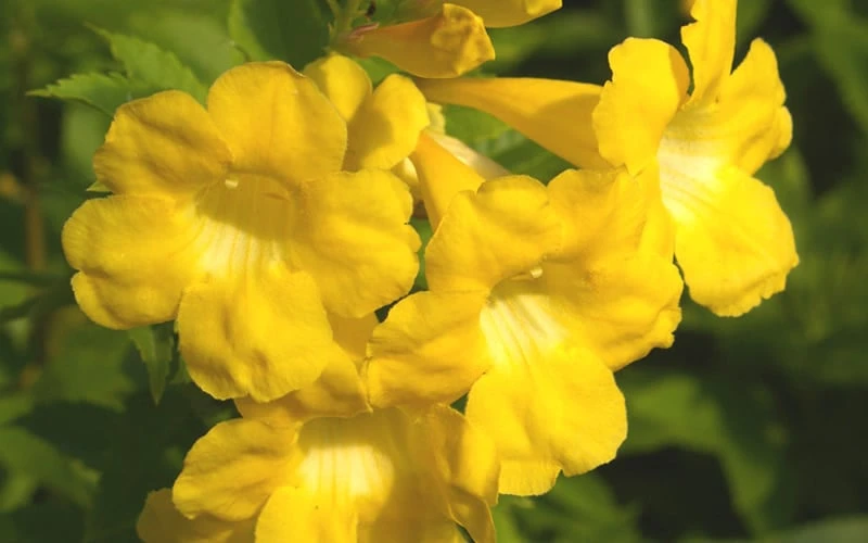 Lydia Tecoma - Esperanza - 1 Gallon Pot 4 Lydia Tecoma - Esperanza - 1 Gallon Pot - Image 4