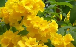 Lydia Tecoma - Esperanza - 1 Gallon Pot 9 Lydia Tecoma - Esperanza - 1 Gallon Pot -Wilson Bros Gardens Tecoma Lydia Flowers 1