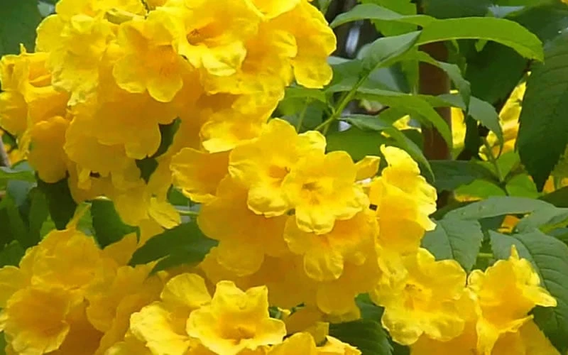 Lydia Tecoma - Esperanza - 1 Gallon Pot 5 Lydia Tecoma - Esperanza - 1 Gallon Pot - Image 5