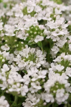 White Creeping Thyme (Thymus Praecox 'Albiflorus') - 5 Pack Of Quart Pots -Wilson Bros Gardens Thyme Creeping White 3