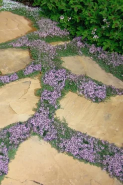 Elfin Creeping Thyme - Thymus Serpyllum Elfin - 3 Pack Of Pint Pots
