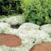 White Creeping Thyme (Thymus Praecox 'Albiflorus') - 5 Pack Of Quart Pots