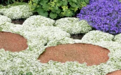 White Creeping Thyme (Thymus Praecox 'Albiflorus') - 5 Pack Of Quart Pots -Wilson Bros Gardens Thyme White Creeping 5