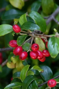 Dwarf Evergreen Snowball Viburnum 'Conoy' - 3 Gallon Pot 14 Dwarf Evergreen Snowball Viburnum 'Conoy' - 3 Gallon Pot -Wilson Bros Gardens Viburnum Conoy 4