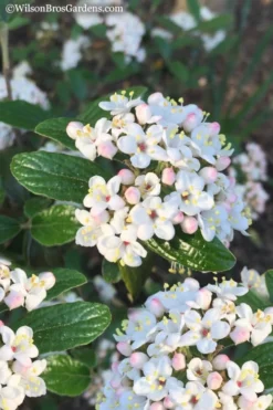 Dwarf Evergreen Snowball Viburnum 'Conoy' - 3 Gallon Pot