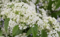 Snow Joey Viburnum - 2 Gallon Pot 11 Snow Joey Viburnum - 2 Gallon Pot -Wilson Bros Gardens Viburnum Snow Joey 2 1