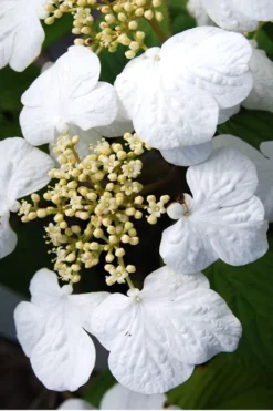 Summer Snowflake Viburnum - 3 Gallon Pot -Wilson Bros Gardens Viburnum Summer Snowflake 30