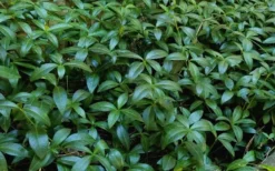 White Evergreen Periwinkle (Vinca Minor 'Alba') - 5 Pack Of Pint Pots -Wilson Bros Gardens Vinca Minor 11