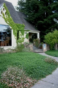 White Evergreen Periwinkle (Vinca Minor 'Alba') - 5 Pack Of Pint Pots -Wilson Bros Gardens Vinca Minor 14