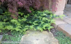 Creeping Japanese Plum Yew (Cephalotaxus Harringtonia 'Prostrata') - 2.5 Quart Pot -Wilson Bros Gardens Yew Creeping 2 50