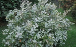 Woodlanders Blue Dusty Zenobia (Honeycup) - 1 Gallon Pot 15 Woodlanders Blue Dusty Zenobia (Honeycup) - 1 Gallon Pot -Wilson Bros Gardens Zenobia Woodlanders Blue 20