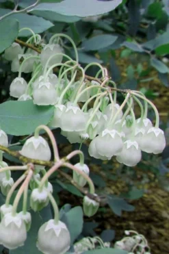 Woodlanders Blue Dusty Zenobia (Honeycup) - 3 Gallon Pot 14 Woodlanders Blue Dusty Zenobia (Honeycup) - 3 Gallon Pot -Wilson Bros Gardens Zenobia Woodlanders Blue 7 1