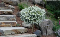 Ice Breaker Korean Fir (Single Trunk Topiary) - 3 Gallon Pot -Wilson Bros Gardens abies koreana kouhouts ice breaker korean fir 2