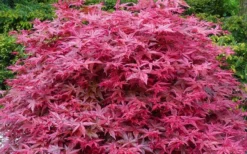 'Beni Maiko' Red Dancing Girl Japanese Maple - 5 Gallon Pot -Wilson Bros Gardens acer palmatum beni maiko japanese maple 2
