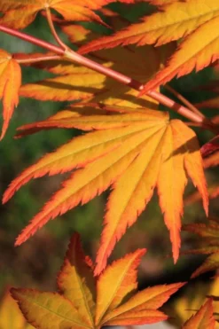 Spring Orange Japanese Maple (Acer Palmatum 'Daidai Haru) - 3 Gallon Pot -Wilson Bros Gardens acer palmatum daidai haru japanese maple 2
