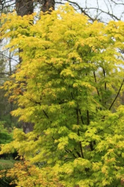 Spring Orange Japanese Maple (Acer Palmatum 'Daidai Haru) - 3 Gallon Pot -Wilson Bros Gardens acer palmatum daidai haru spring orange japanese maple 7