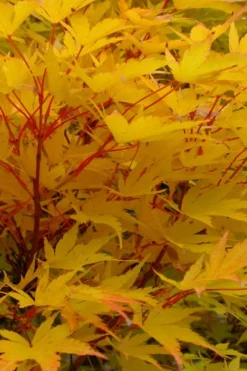 Little Sango' Dwarf Coral Bark Japanese Maple - 5 Gallon Pot -Wilson Bros Gardens acer palmatum fhellheim dwarf coral bark japanese maple 6
