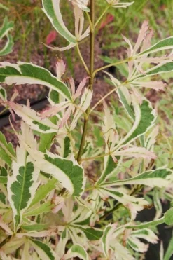 Hana Tsukasa Japanese Maple - 3 Gallon Pot (4-5') -Wilson Bros Gardens acer palmatum hana tsukasa japanese maple 3