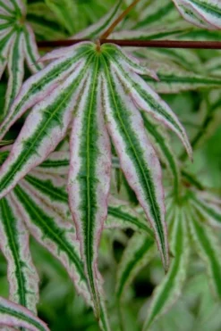 Ikandi Japanese Maple - 3 Gallon Pot (4-5') -Wilson Bros Gardens acer palmatum ikandi japanese maple 10