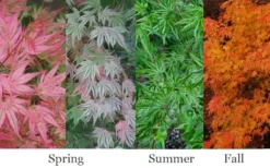 Ikandi Japanese Maple - 3 Gallon Pot (4-5') -Wilson Bros Gardens acer palmatum ikandi japanese maple 4