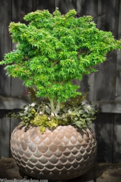 Jade Dragon Dwarf Japanese Maple - 3 Gallon Pot -Wilson Bros Gardens acer palmatum jade dragon japanese maple 2