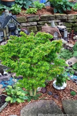 Jade Dragon Dwarf Japanese Maple - 3 Gallon Pot -Wilson Bros Gardens acer palmatum jade dragon japanese maple 5