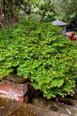 Kiyohime Spreading Japanese Maple - 2 Gallon Pot -Wilson Bros Gardens acer palmatum kiyohime dwarf japanese maple 10