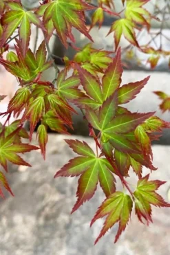 Kiyohime Spreading Japanese Maple - 2 Gallon Pot -Wilson Bros Gardens acer palmatum kiyohime dwarf japanese maple 4
