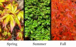 Kiyohime Spreading Japanese Maple - 2 Gallon Pot -Wilson Bros Gardens acer palmatum kiyohime dwarf japanese maple 7