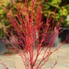 Little Sango' Dwarf Coral Bark Japanese Maple - 5 Gallon Pot